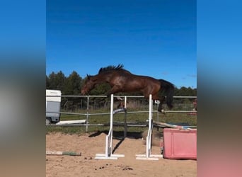 Cheval de sport espagnol, Hongre, 4 Ans, 179 cm, Bai