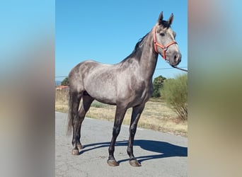 Cheval de sport espagnol Croisé, Hongre, 4 Ans, Gris