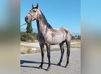 Cheval de sport espagnol Croisé, Hongre, 4 Ans, Gris
