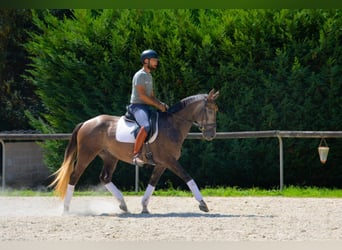 Cheval de sport espagnol, Hongre, 5 Ans, 160 cm, Gris