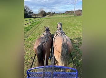 Cheval de sport espagnol, Hongre, 5 Ans, 160 cm, Gris