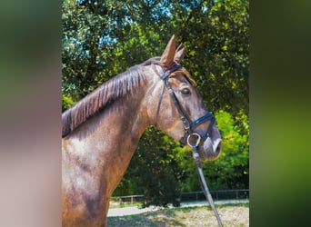 Cheval de sport espagnol, Hongre, 5 Ans, 160 cm, Gris
