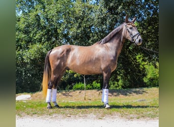 Cheval de sport espagnol, Hongre, 5 Ans, 160 cm, Gris