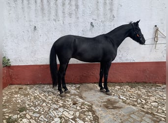 Cheval de sport espagnol Croisé, Hongre, 5 Ans, 162 cm, Noir