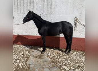 Cheval de sport espagnol Croisé, Hongre, 5 Ans, 162 cm, Noir
