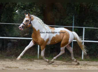 Cheval de sport espagnol, Hongre, 5 Ans, 163 cm