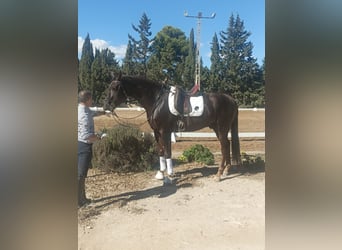 Cheval de sport espagnol Croisé, Hongre, 5 Ans, 164 cm, Alezan