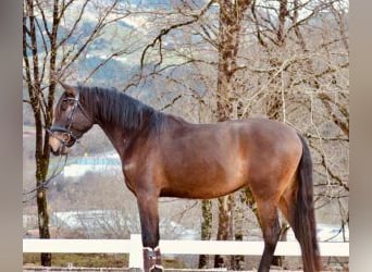 Cheval de sport espagnol Croisé, Hongre, 5 Ans, 165 cm, Bai cerise