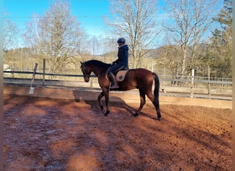 Cheval de sport espagnol Croisé, Hongre, 5 Ans, 167 cm, Bai