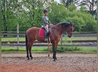 Cheval de sport espagnol Croisé, Hongre, 5 Ans, 167 cm, Bai