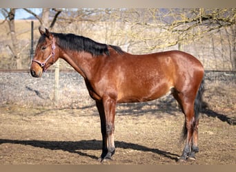 Cheval de sport espagnol Croisé, Hongre, 5 Ans, 167 cm, Bai