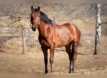 Cheval de sport espagnol Croisé, Hongre, 5 Ans, 167 cm, Bai