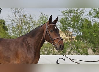 Cheval de sport espagnol, Hongre, 5 Ans, 167 cm, Bai