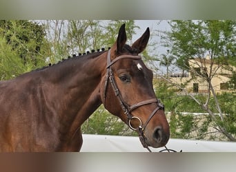 Cheval de sport espagnol, Hongre, 5 Ans, 167 cm, Bai