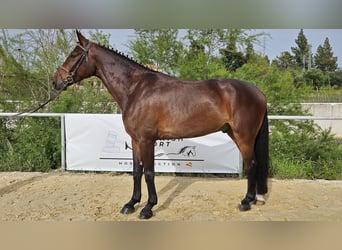 Cheval de sport espagnol, Hongre, 5 Ans, 167 cm, Bai