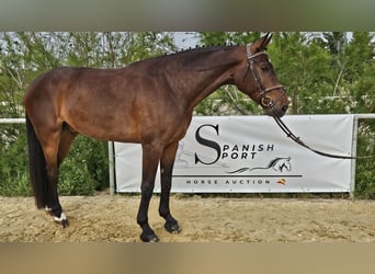 Cheval de sport espagnol, Hongre, 5 Ans, 167 cm, Bai