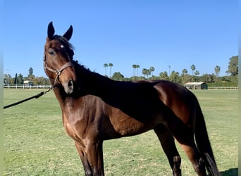 Cheval de sport espagnol, Hongre, 5 Ans, 167 cm, Bai
