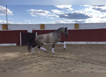 Cheval de sport espagnol, Hongre, 5 Ans, 167 cm, Gris