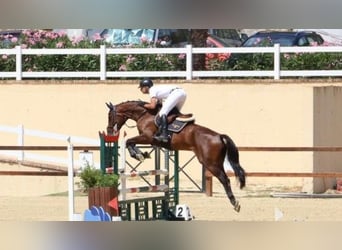 Cheval de sport espagnol, Hongre, 5 Ans, 168 cm, Bai