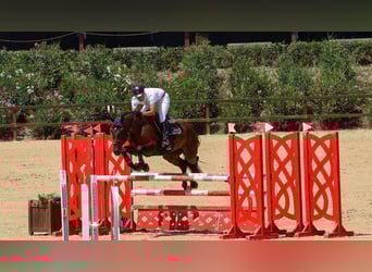 Cheval de sport espagnol, Hongre, 5 Ans, 168 cm, Bai