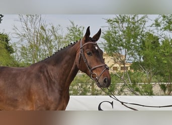 Cheval de sport espagnol, Hongre, 5 Ans, 168 cm, Bai