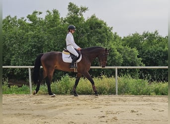 Cheval de sport espagnol, Hongre, 5 Ans, 168 cm, Bai
