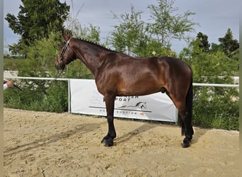 Cheval de sport espagnol, Hongre, 5 Ans, 168 cm, Bai
