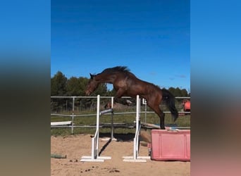Cheval de sport espagnol, Hongre, 5 Ans, 179 cm
