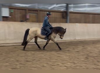 Cheval de sport espagnol, Hongre, 6 Ans, 148 cm, Buckskin