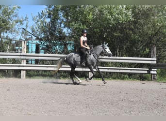 Cheval de sport espagnol, Hongre, 6 Ans, 148 cm, Gris pommelé