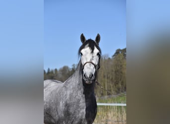 Cheval de sport espagnol, Hongre, 6 Ans, 148 cm, Gris pommelé