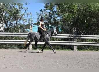 Cheval de sport espagnol, Hongre, 6 Ans, 148 cm, Gris pommelé