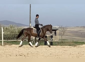 Cheval de sport espagnol Croisé, Hongre, 6 Ans, 153 cm, Alezan brûlé