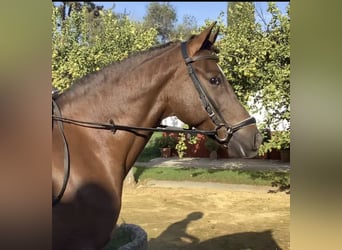 Cheval de sport espagnol Croisé, Hongre, 6 Ans, 153 cm, Alezan brûlé