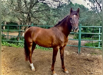 Cheval de sport espagnol Croisé, Hongre, 6 Ans, 153 cm, Alezan brûlé