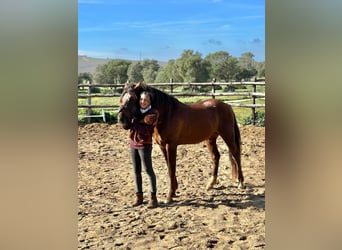 Cheval de sport espagnol Croisé, Hongre, 6 Ans, 153 cm, Alezan brûlé