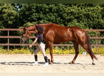Cheval de sport espagnol, Hongre, 6 Ans, 165 cm, Alezan