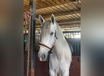 Cheval de sport espagnol, Hongre, 6 Ans, 165 cm, Gris