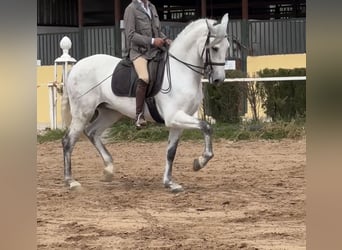 Cheval de sport espagnol, Hongre, 6 Ans, 165 cm, Gris