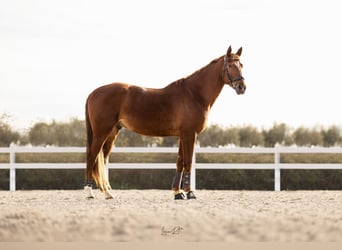 Cheval de sport espagnol, Hongre, 6 Ans, 168 cm, Alezan