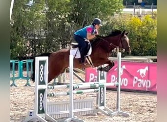 Cheval de sport espagnol Croisé, Hongre, 6 Ans, 168 cm, Bai cerise