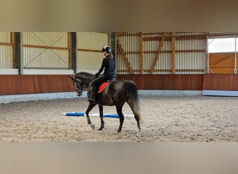 Cheval de sport espagnol, Hongre, 6 Ans, 170 cm, Gris
