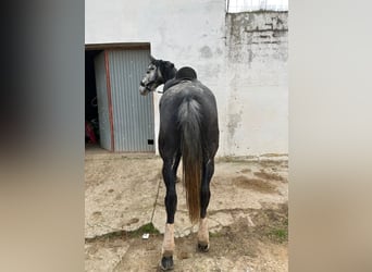 Cheval de sport espagnol, Hongre, 6 Ans, 174 cm, Gris