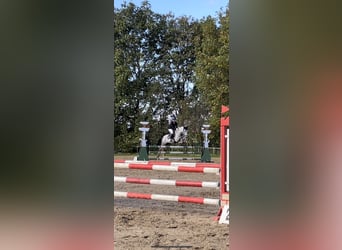 Cheval de sport espagnol Croisé, Hongre, 7 Ans, 160 cm, Gris