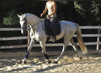 Cheval de sport espagnol, Hongre, 7 Ans, 163 cm, Gris