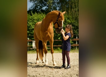 Cheval de sport espagnol, Hongre, 7 Ans, 165 cm