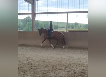 Cheval de sport espagnol, Hongre, 7 Ans, 165 cm