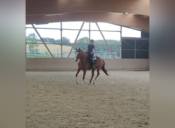 Cheval de sport espagnol, Hongre, 7 Ans, 165 cm