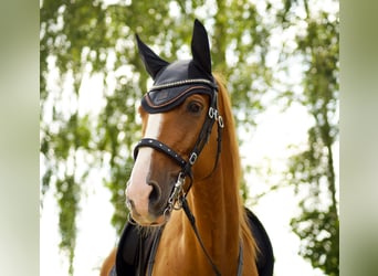 Cheval de sport espagnol, Hongre, 7 Ans, 165 cm