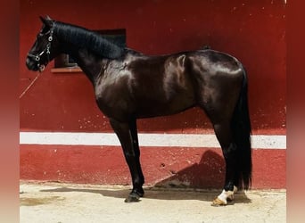 Cheval de sport espagnol, Hongre, 7 Ans, 168 cm, Bai